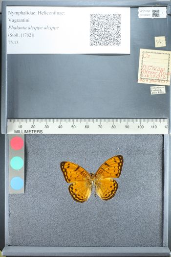 Media type: image;   Entomology 158927